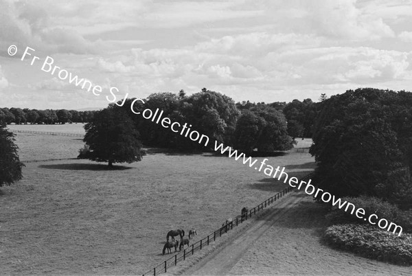 THOROUGHBRED MARES AND FOALS IN PADDOCK